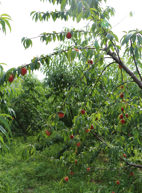 261498468634864797.png QQͼƬ20170626171905.png